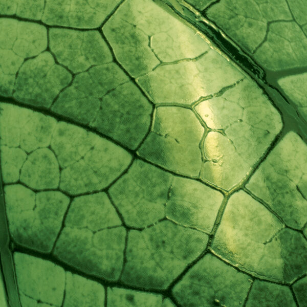 Farbe & Relief Transparent – Bild 5